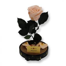  Nagy méretű búrába zárt XL Örök Rózsa / Forever Rose - Barack