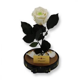   Nagy méretű búrába zárt XL Örök Rózsa / Forever Rose - Bicolor Fehér / Zöld