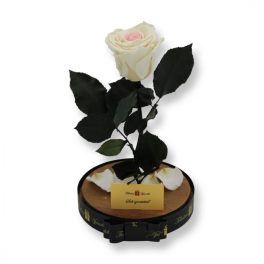   Nagy méretű búrába zárt XL Örök Rózsa / Forever Rose - Bicolor Fehér / Rózsaszín