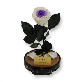   Nagy méretű búrába zárt XL Örök Rózsa / Forever Rose - Bicolor Fehér / Lila