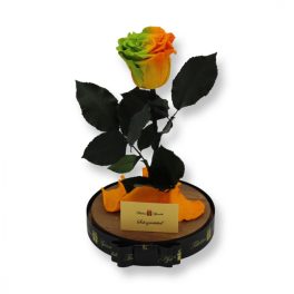   Nagy méretű búrába zárt XL Örök Rózsa / Forever Rose - Bicolor Zöld / Narancs