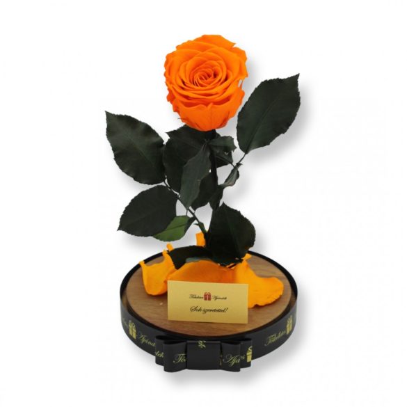 Nagy méretű búrába zárt XL Örök Rózsa / Forever Rose - Narancs