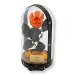 Nagy méretű búrába zárt XL Örök Rózsa / Forever Rose - Narancs