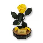 Nagy méretű búrába zárt XL Örök Rózsa / Forever Rose - Citrom Festiva
