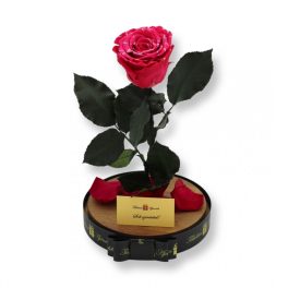   Nagy méretű búrába zárt XL Örök Rózsa / Forever Rose - Dark Pink Festiva