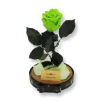 Nagy méretű búrába zárt XL Örök Rózsa / Forever Rose - Zöld