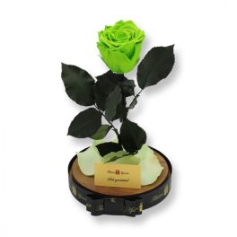   Nagy méretű búrába zárt XL Örök Rózsa / Forever Rose - Zöld