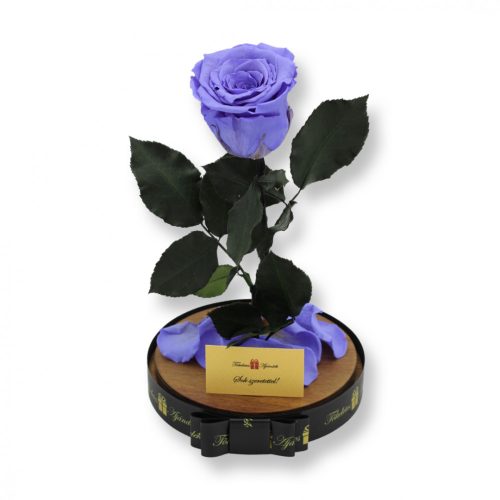 Nagy méretű búrába zárt XL Örök Rózsa / Forever Rose - Violet Lila