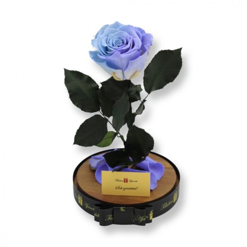 Nagy méretű búrába zárt XL Örök Rózsa / Forever Rose - Bicolor Világoskék / Violet Lila
