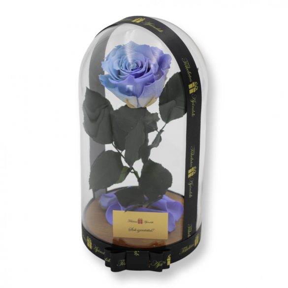 Nagy méretű búrába zárt XL Örök Rózsa / Forever Rose - Bicolor Világoskék / Violet Lila