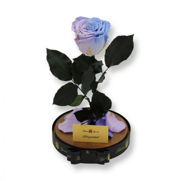 Nagy méretű búrába zárt XL Örök Rózsa / Forever Rose - Bicolor Halványlila / Violet lila
