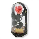 Nagy méretű búrába zárt XL Örök Rózsa / Forever Rose - Bicolor Korall