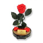 Nagy méretű búrába zárt XL Örök Rózsa / Forever Rose - Korall