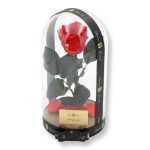 Nagy méretű búrába zárt XL Örök Rózsa / Forever Rose - Korall