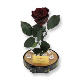   Nagy méretű búrába zárt XL Örök Rózsa / Forever Rose - Chocolate