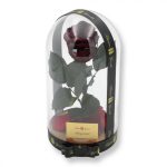 Nagy méretű búrába zárt XL Örök Rózsa / Forever Rose - Burgundy