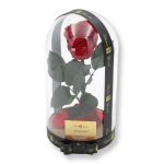 Nagy méretű búrába zárt XL Örök Rózsa / Forever Rose - Piros