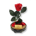 Nagy méretű búrába zárt XL Örök Rózsa / Forever Rose - Piros Festiva