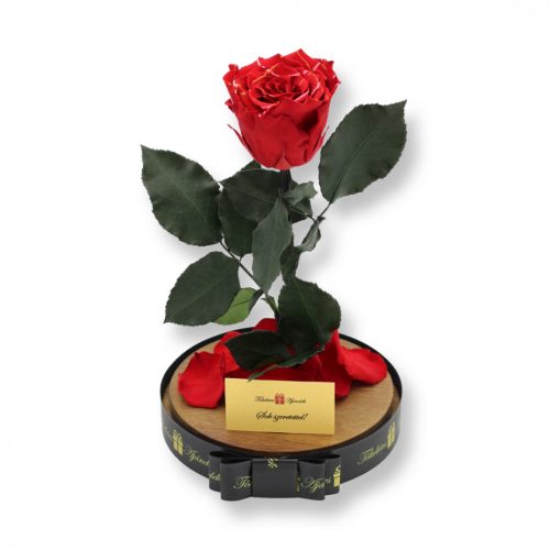 Nagy méretű búrába zárt XL Örök Rózsa / Forever Rose - Piros Festiva