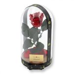Nagy méretű búrába zárt XL Örök Rózsa / Forever Rose - Piros Festiva