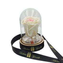   Mini méretű búrába zárt Örök rózsa / Forever Rose - Bicolor fehér / rózsaszín