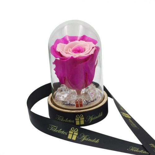 Mini méretű búrába zárt Örök rózsa / Forever Rose - Bicolor pink / rózsaszín