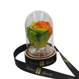   Mini méretű búrába zárt Örök rózsa / Forever Rose - Bicolor narancs / zöld